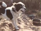 Собака якутская лайка объявление продам