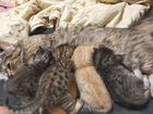 Котята в добрые руки 1 месяц от кошки сибирской кр