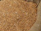 Пшеница фураж по 40 кг в мешках
