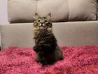 Вязка сибирская кошка объявление продам