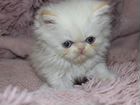 Кошка,котенок, перс,персидский объявление продам