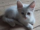 Котята Мейн-кун объявление продам