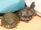 Черепахи водные объявление продам