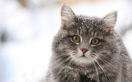 Сниму кота или кошку с дерева
