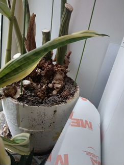 Замиокулькас растение + горшок