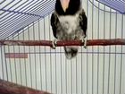 Попугай неразлучник чёрно белый