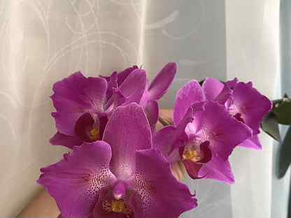 Орхидеи В Магазине Анапы Купить