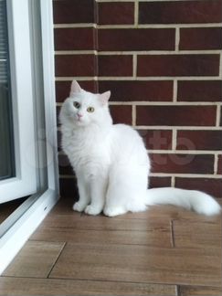 Кошка 1,5 года. Ангора. Белая