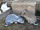 Кролики великаны ризины объявление продам