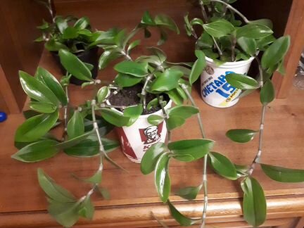 Традесканция укорененная