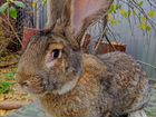 Кролики Бельгийский великан Фландер Ризен объявление продам