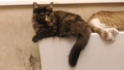 Черепаховая кошечка ищет заботливого хозяина