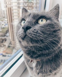 Домашняя передержка кошек и маленьких собак