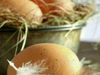 Яйцо пищевое,инкубационное и цыплята от смешанных объявление продам