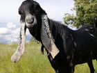 Козел камори-нубийский,вязка, козы дойные, огулян