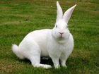 Кролики разного возраста Белый великан