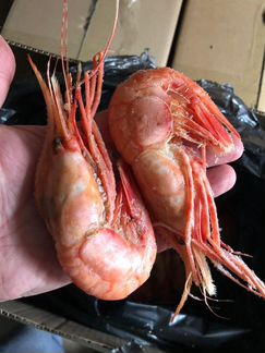 Креветка гребенчататая крупная XL