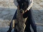Готовы к продаже щенки среднеазиатской овчарки дат объявление продам