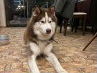 Найден пёс Сибирский хаски объявление продам