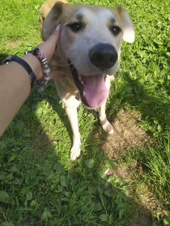 Собака няня, друг, золото