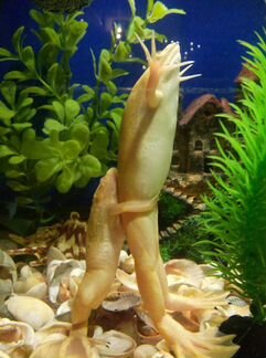 Рыбы,растения,аквариумы и корма