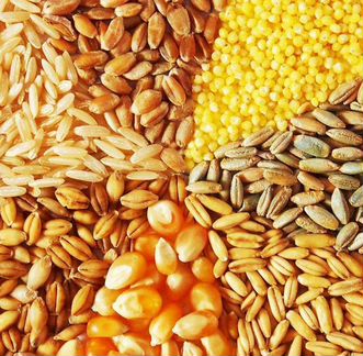 Ячмень, кукуруза, пшеница
