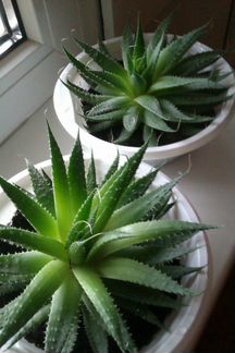 Хавортия Диаметр-18 см