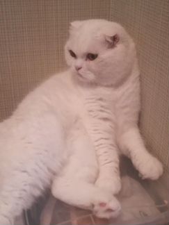 Вислоухий белый кот