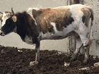 Коровы и телки стельные
