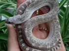 Эублефары гекконы змеи рептилии отправки