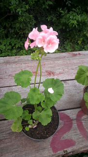 Пеларгония герань