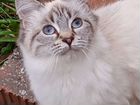 Сиамская кошка бесплатно объявление продам