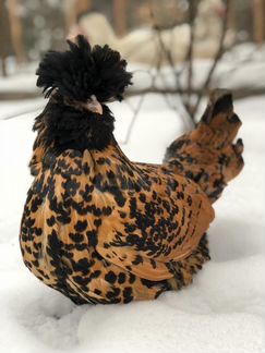 Павловские золотые куры цыплята/инкубационное яйцо