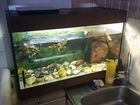 Красноухие черепахи с аквариумом 140 литров
