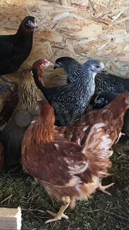 Курочки молодки, несушки