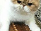 Вязка, кот персидский экзот