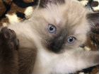 Тайская чистокровная ) последний котенок девочка ) объявление продам
